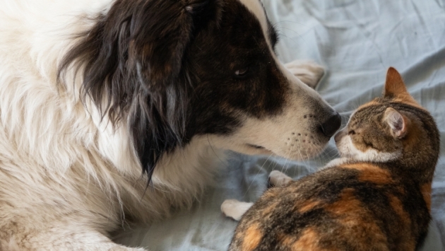 dog and cat friends